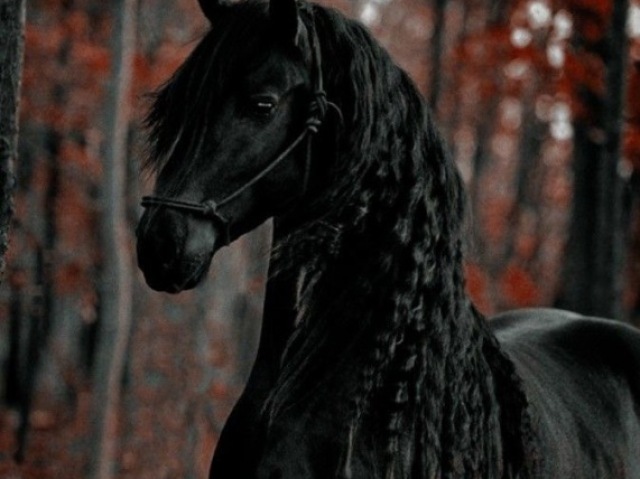 🐎cavalo🐎