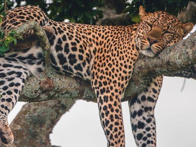 LEOPARDO