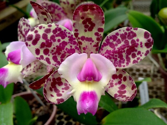 Orquídea-cattleya