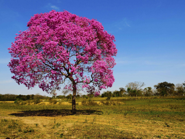 Ipê roxo