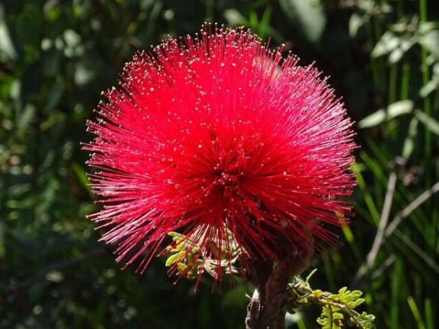 Caliandra
