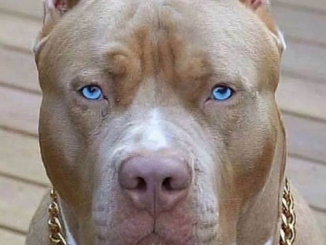 Pitbull