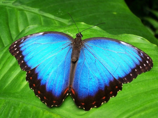 Borboleta azul