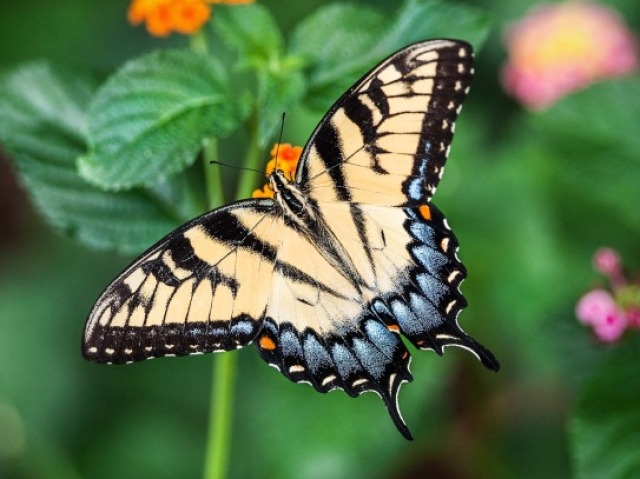 Borboleta Amarela