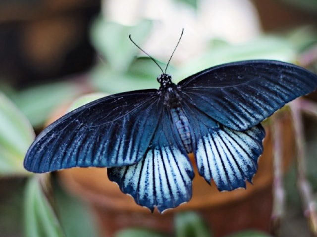 Borboleta azul escuro