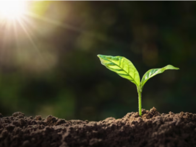 As plantas precisam do sol porque usam a luz do sol para fazer comida através de um processo chamado fotossíntese. Isso as ajuda a crescer e se manter saudáveis.