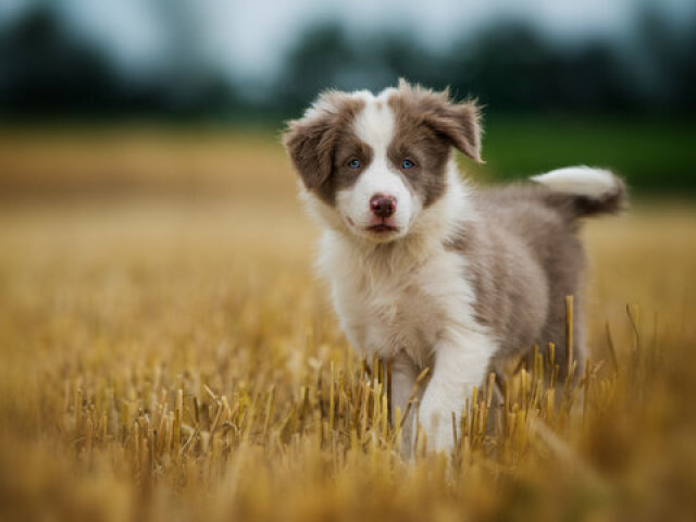 border collie