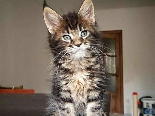 maine coon