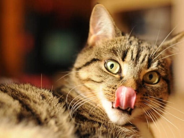 Gatinho