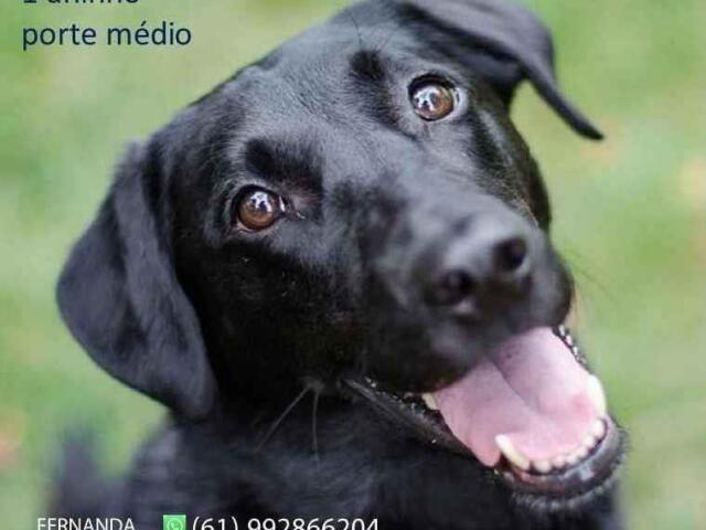 Prefiro cães 🤷♀️