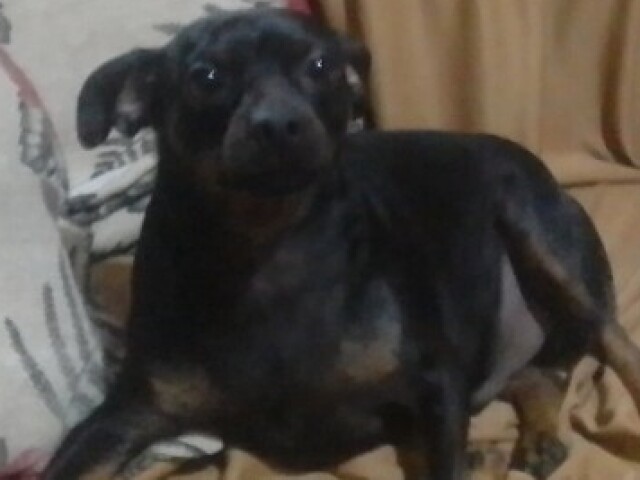 Cachorro ( Tobby)