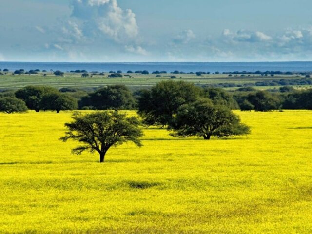 Campos (Pampas)