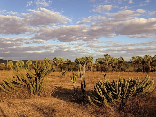 Caatinga