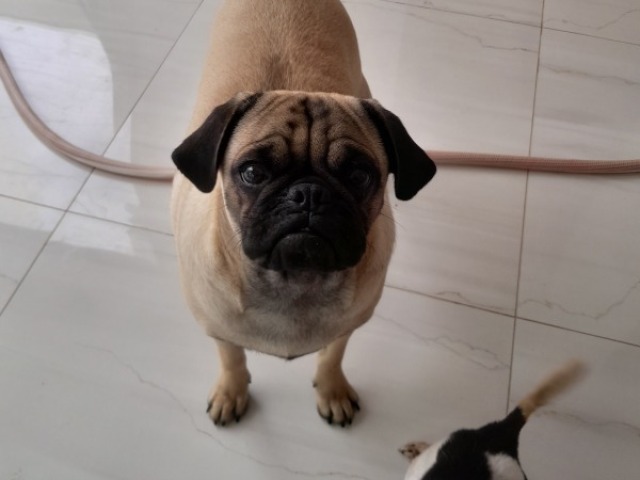 Sim, ela é brava se os pugs provocam ela