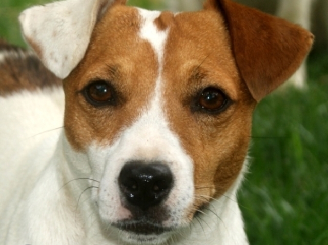 Jack Russel terrier