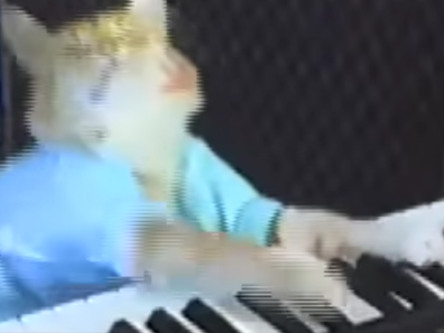 Charlie Schmidt's Keyboard Cat!