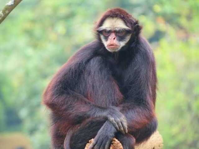 Botos, pirarucus, ariranhas, jacarés,tartarugas, sapocas, pássaros, macacos e répteis.