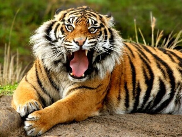 Tigre