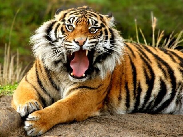 Tigre