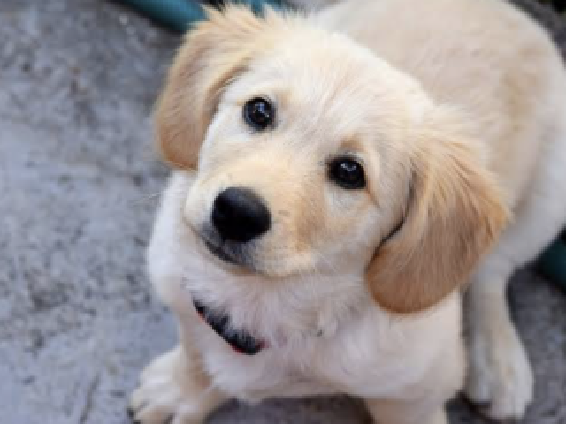 Não muito só os que ela conhece e os domésticos tipo gato e cachorro