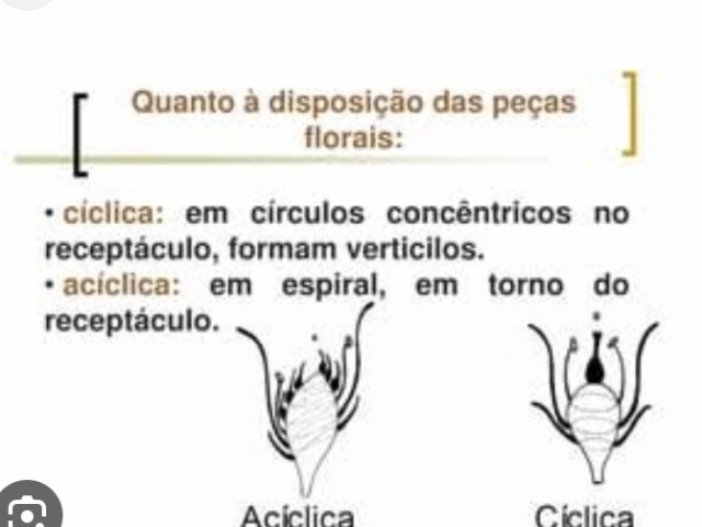 Olha estrutura aonde fica as pétalas e o receptáculo , As flores podem não apresentar planos de simetria e, por isso, são denominadas assimétricas