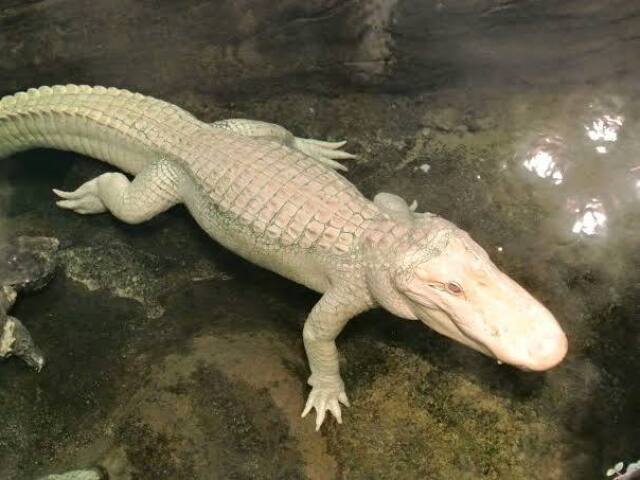 Crocodilo albino