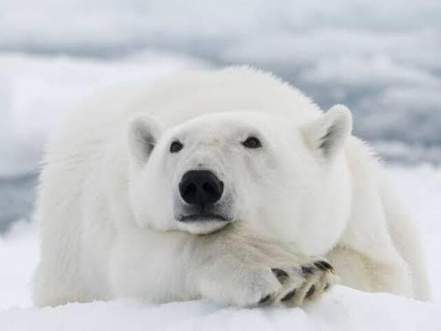 Urso polar