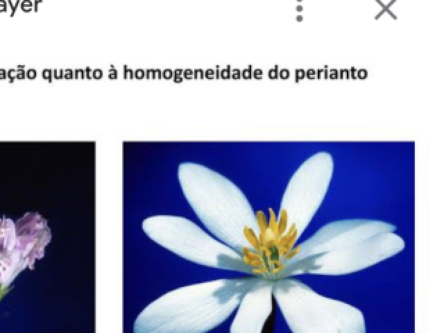 quando as peças do cálice e da corola apresentam forma e cor semelhantes, só sendo separadas pela disposição das meu mesmas