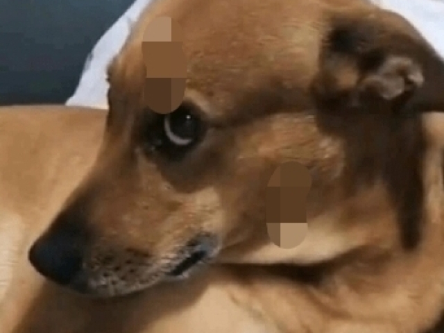 Cachorro com cara de quem fez merda