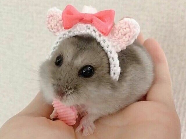 Hamster