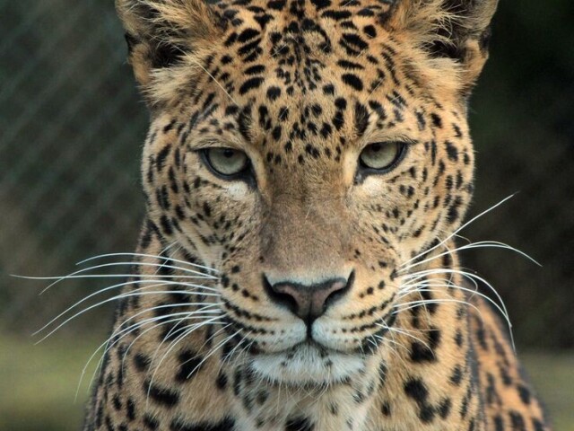 Leopardo