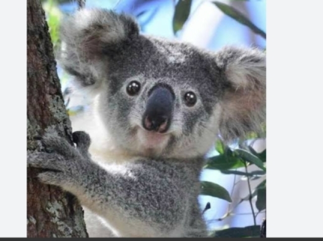 Koala