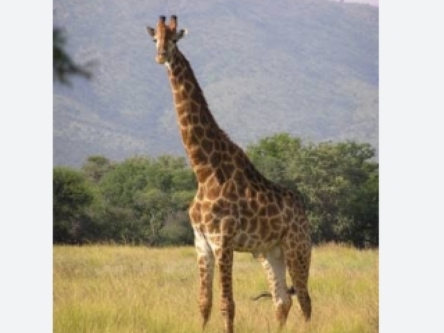 Girafa