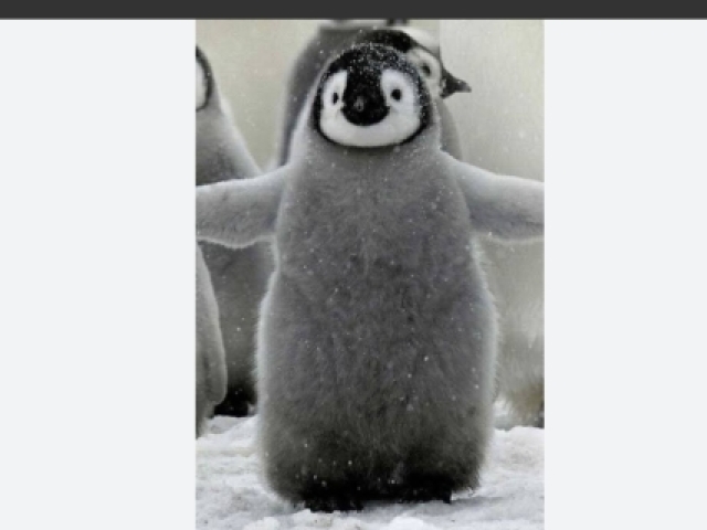 Pinguim