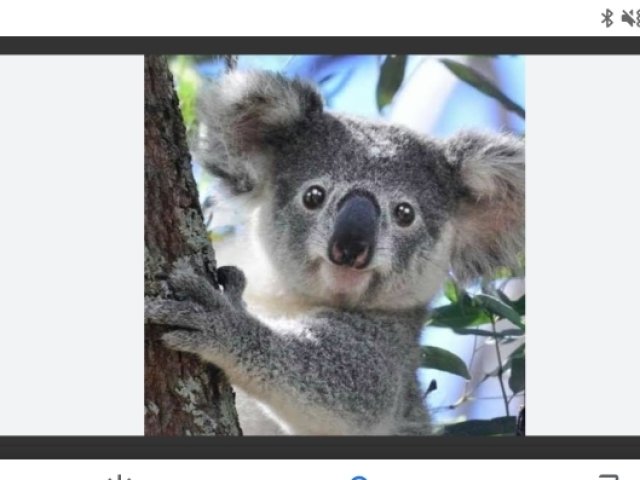 Koala