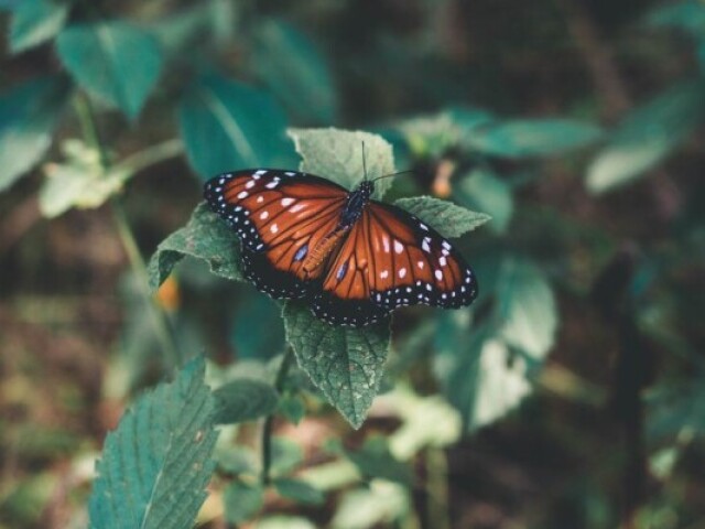 Borboleta