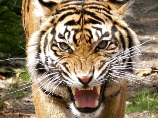 Tigre