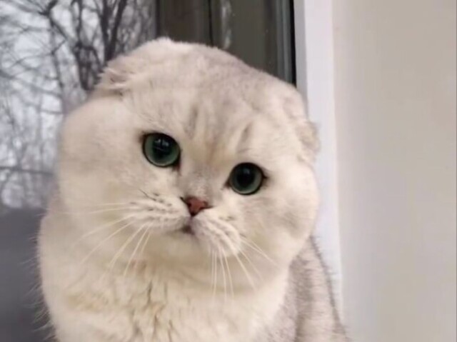 ♡☆Scottish fold.