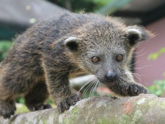 Binturong