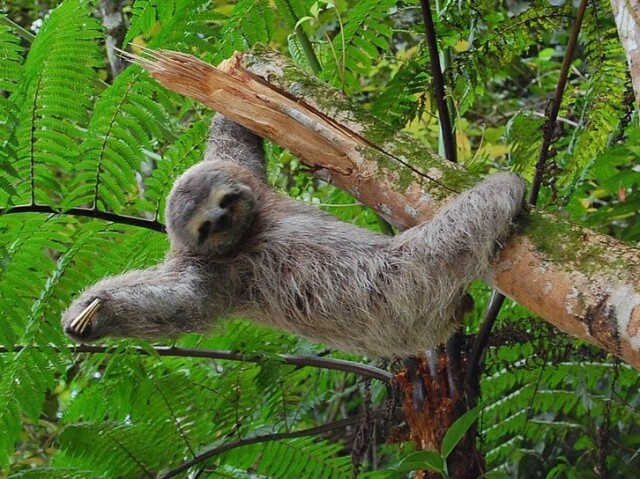 Bicho preguiça