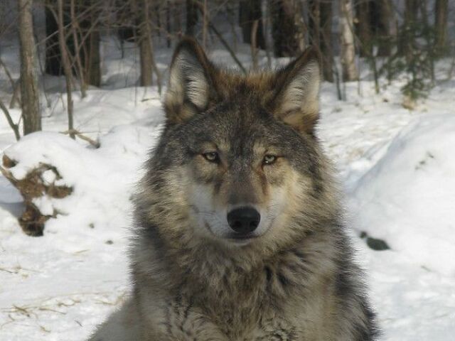 Lobo