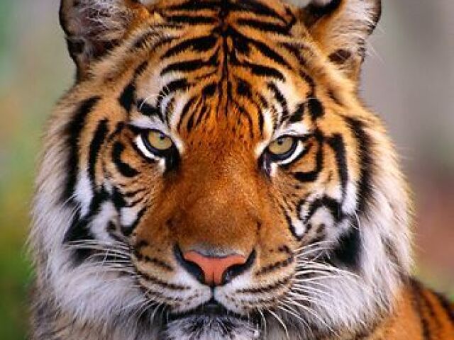 Tigre