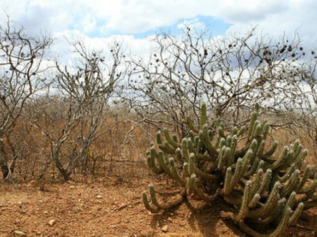 Caatinga