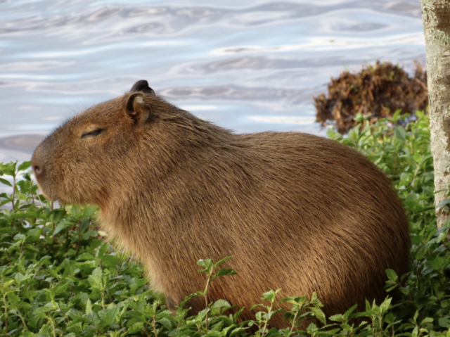 Capivara