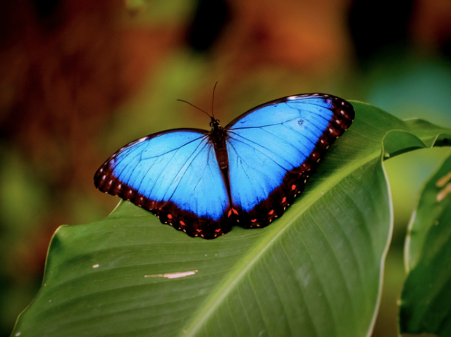 Borboleta