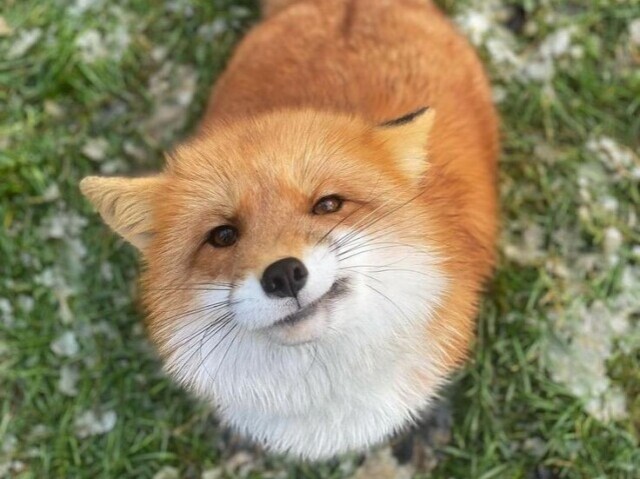 Raposa