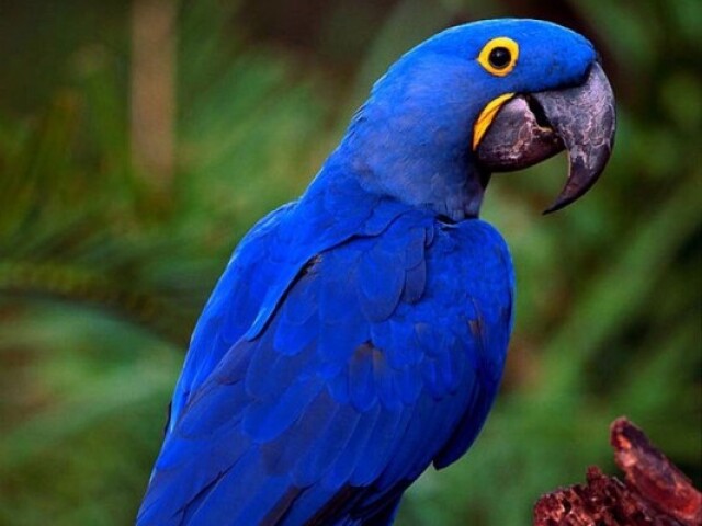 Arara azul