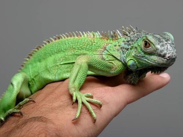 Iguana verde