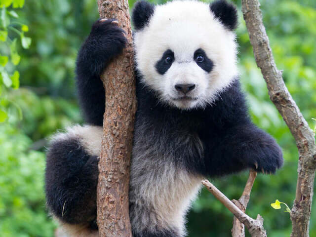 Urso panda