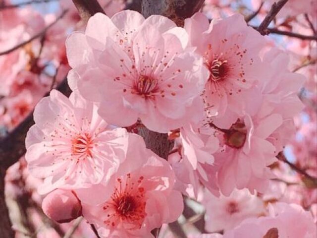 Flor de Sakura